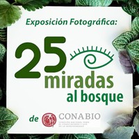 25 miradas al bosque - Exposición Fotográfica