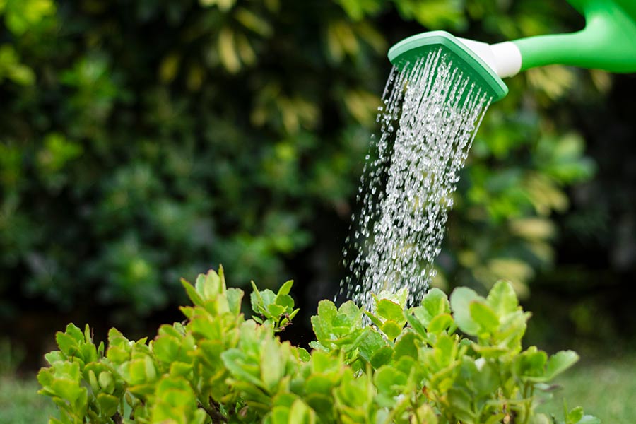 CONSEJOS_PARA_REGAR_LAS_PLANTAS_Y_CUIDAR_EL_AGUA.jpg