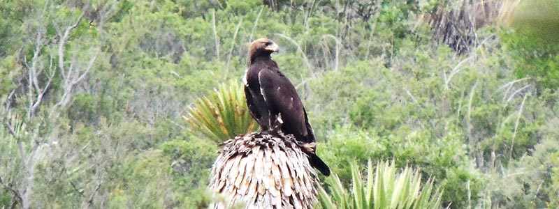 1-HEAD-aguila-Real-Dr.-Alejandro-Lozano1.jpg