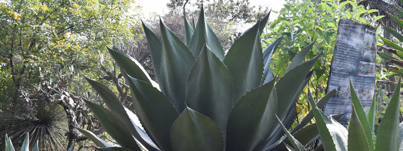 1-HEAD_agave0118.jpg