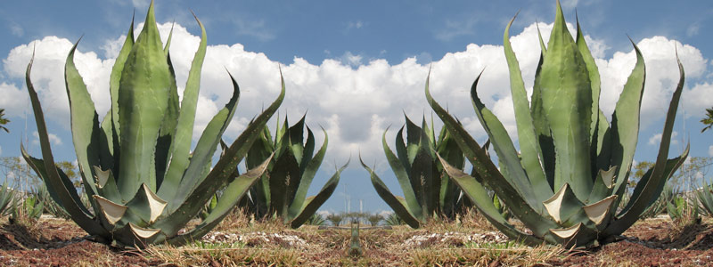 1-HEAD_agave0702.jpg