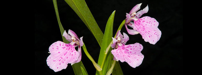 1-HEAD_orquidi1119.jpg