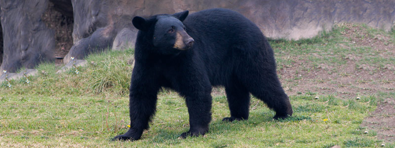 Al rescate del oso negro americano