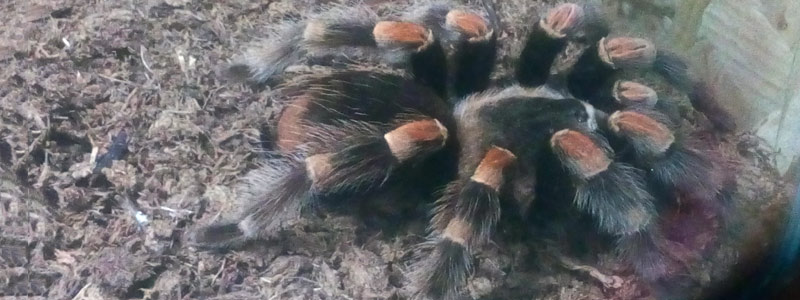 1-HEAD_tarantula0818.jpg