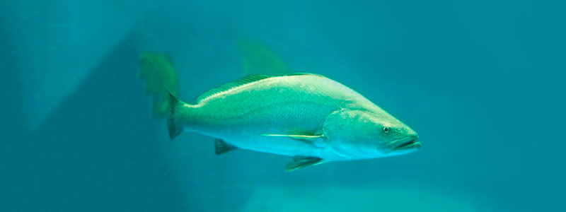 1-HEAD_totoaba1502.jpg