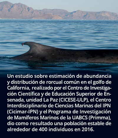 1-ballena1402.jpg