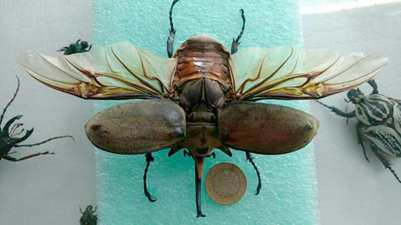 1-bichos0918.jpg