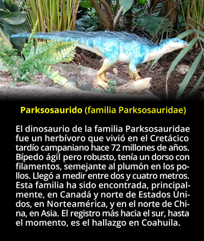 Primer hallazgo de Parksosaurido en México Primer hallazgo de Parksosaurido en México