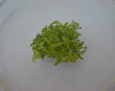 1-oreganillo2418.jpg