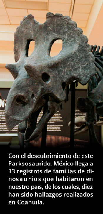 Primer hallazgo de Parksosaurido en México Primer hallazgo de Parksosaurido en México