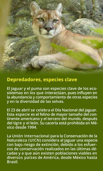 puma y su habitat