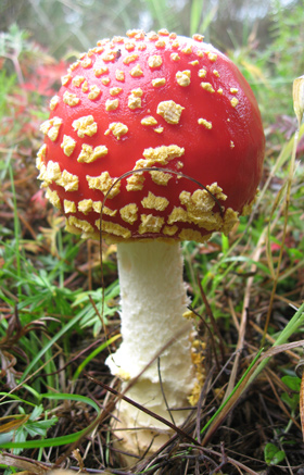 280-Amanita-muscaria--Fotografia--Dr.-Sigfrido-Sierra.jpg