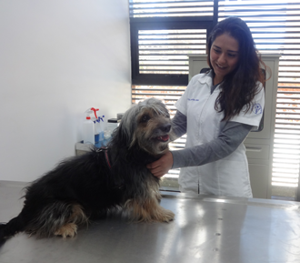 330Consultorio---Hospital-veterinario-de-pequeñas-especies-2.png