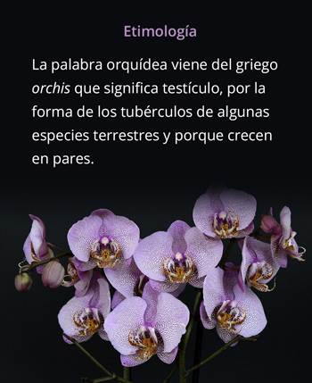 350Orquis-_19032.jpg