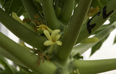 400Investigación-científica-en-variedades-en-papaya-del-Centro-de-Investigación-Científica-de-Yucatán-(CICY)-1.jpg