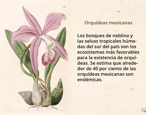 800px-Laelia_speciosa_(as_Laelia_majalis)_-_Edwards_vol_30.jpg