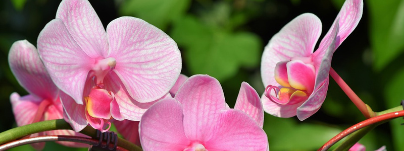 800x300-Orquideas319.jpg