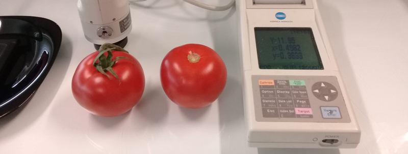 800x300-Tomate_Hojasen_1802.png