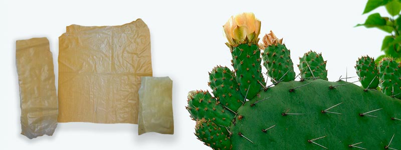 800x300Bioplasticos_Nopal.jpg