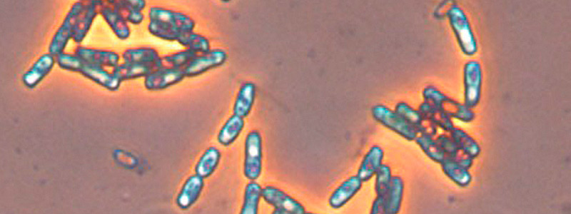 800x300 Bacillus Subtilis 16