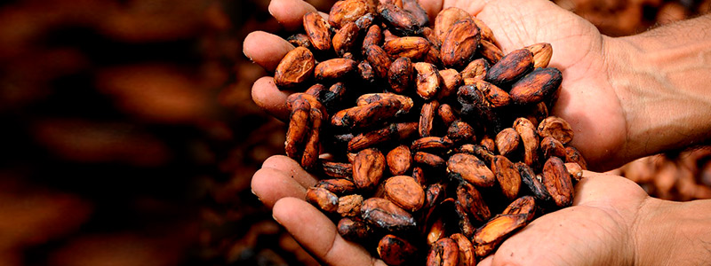 800x300_Cacao_1904.jpg