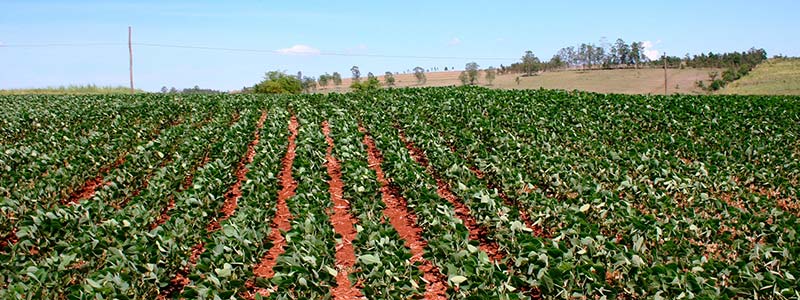 800x300 Frijoles plantas 10