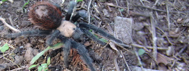 800x300_Matarantula_1894_5.jpg