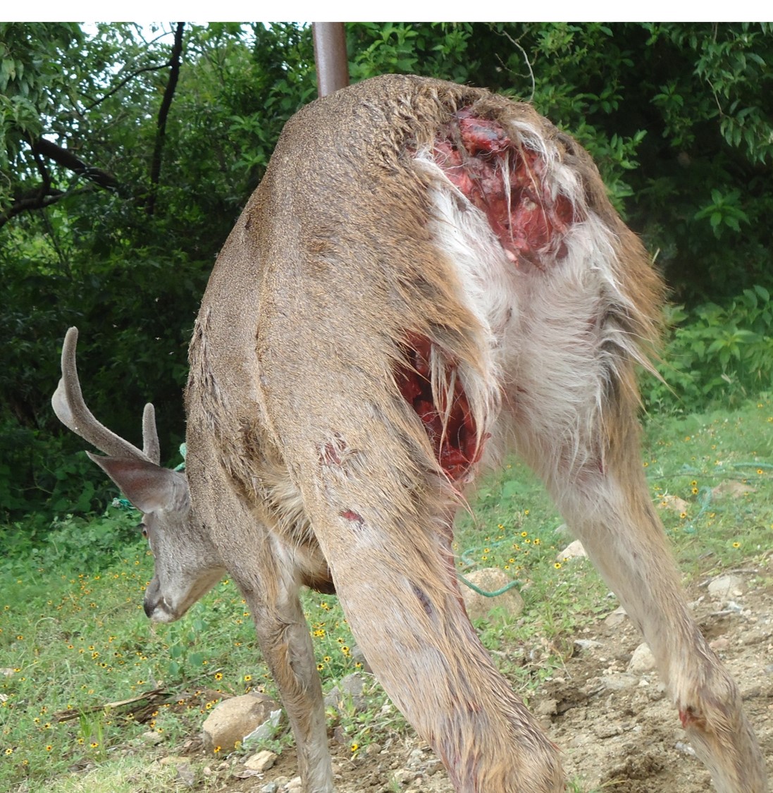 Ataque de perros ferales a venado cola blanca en Area Natural Protegida. Archivo Conanp