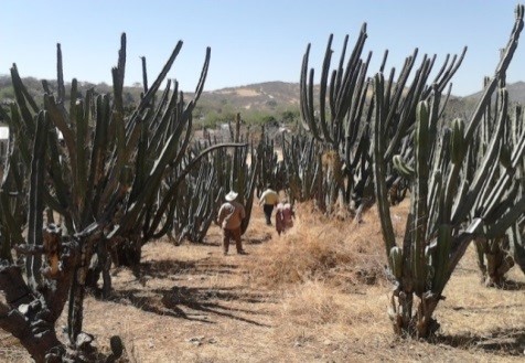 Campo de pitahaya foto de la doctora Patricia Reyna Ontiveros co investigadora del proyecto Opciones de Vida para Comunidades Vulnerables en el Tecnologico de Monterrey campus Puebla 