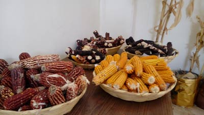 Diferentes tipos de maiz de Veracruz2