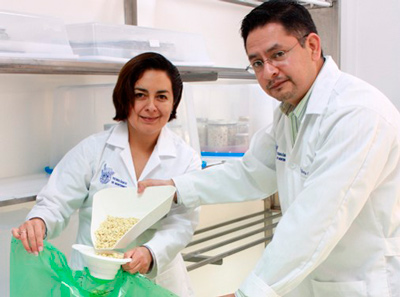 La maestra en Biotecnologia Sofia Ortiz Islas y el doctor Garcia Lara evaluando sistemas novedosos de almacenamiento hermetico para maiz. Foto cortesia del doctor SGL 