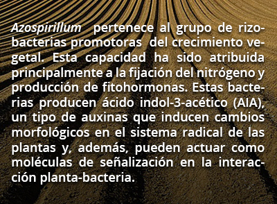 ardida rec 11317