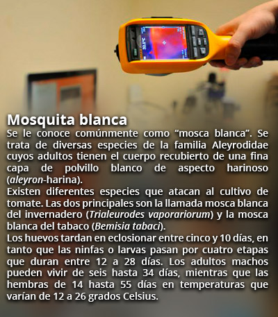 mosquito rec2 62817