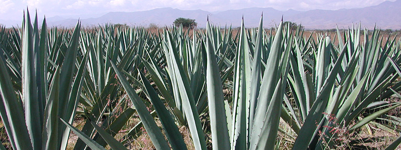 800x300 agave des