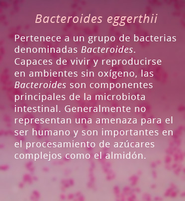 Bacteroide_1804.jpg