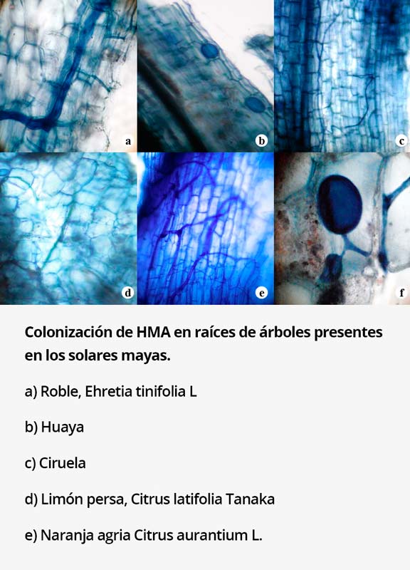 Colonizacion HMA 