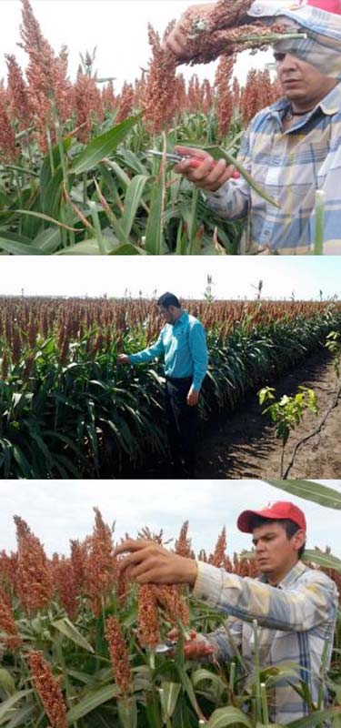 Cosecha de sorgo desalado