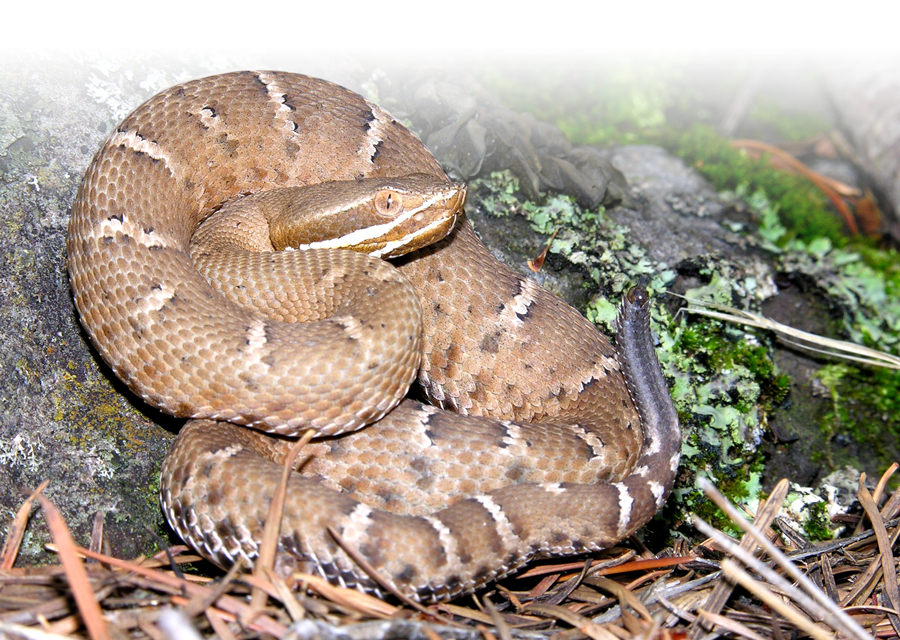 Crotalus-willardi_1803.png