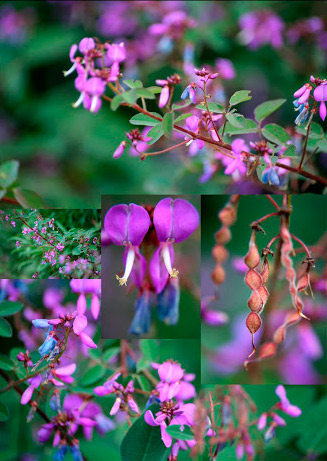 Desmodium neo mexicanum