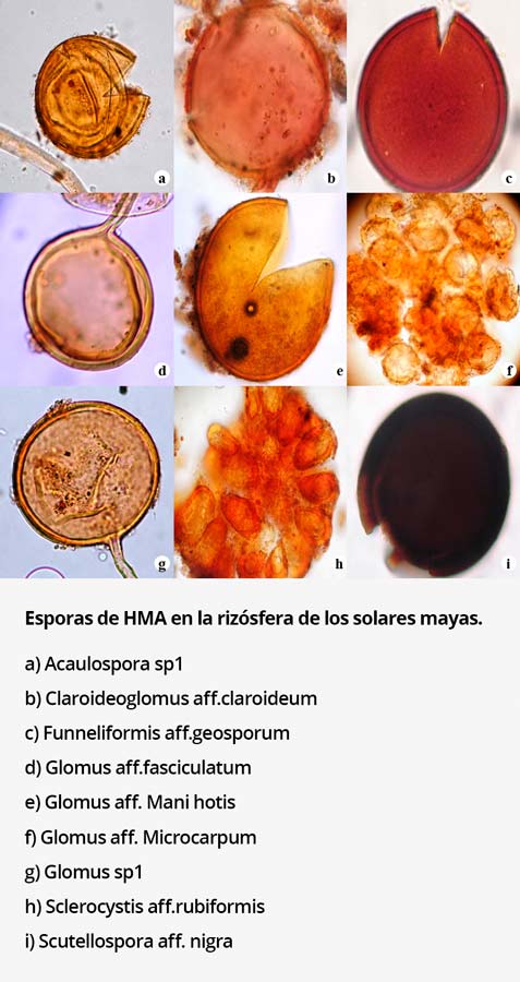 Esporas de HMA en la riz sfera de los solares mayas a Acaulospora sp1 b Claroideoglomus aff.claroideum c Funneliformis aff.geosporum d Glomus aff.fasciculatum e Glomus aff. Manihotis f