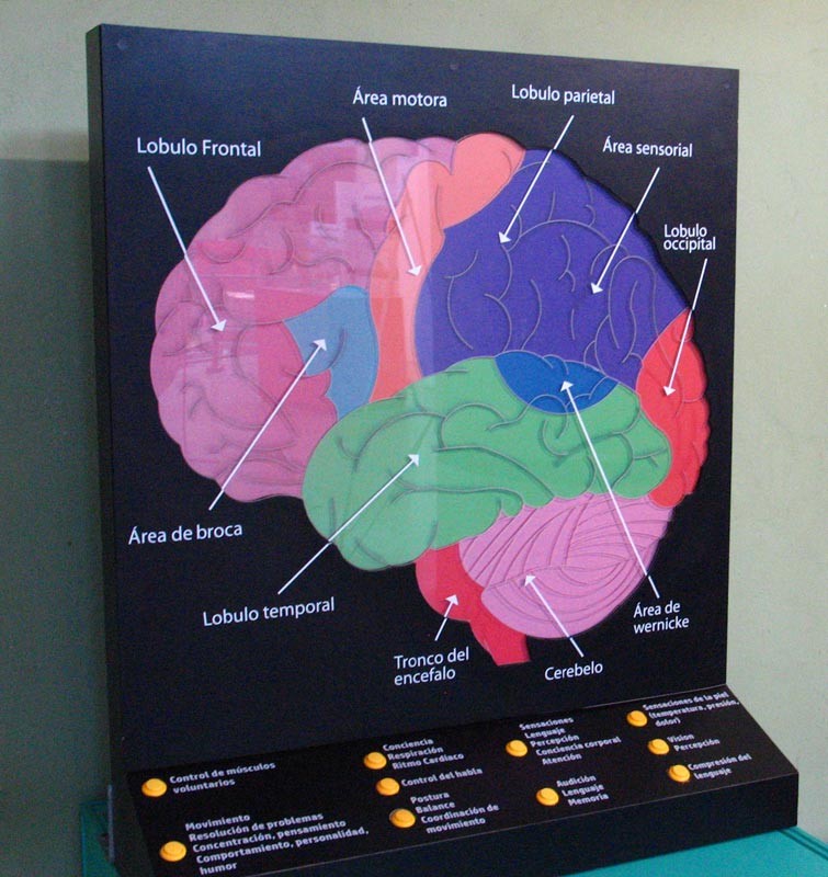 Exposicion El cerebro y las enfermedades neurodegenerativas 5