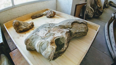Fosil-ballena---Mioceno---cuenca-San-José-del-Cabo.jpg