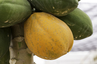 Investigación-científica-en-variedades-en-papaya-del-Centro-de-Investigación-Científica-de-Yucatán-(CICY)-40.jpg