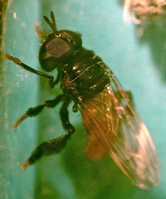 Macho adulto de Hypselosyrphus trigonus