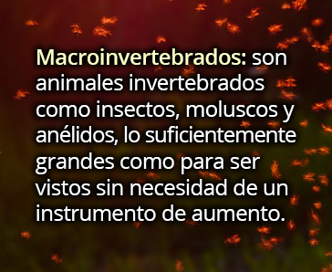 Macroinvertebrados_1801-25.png