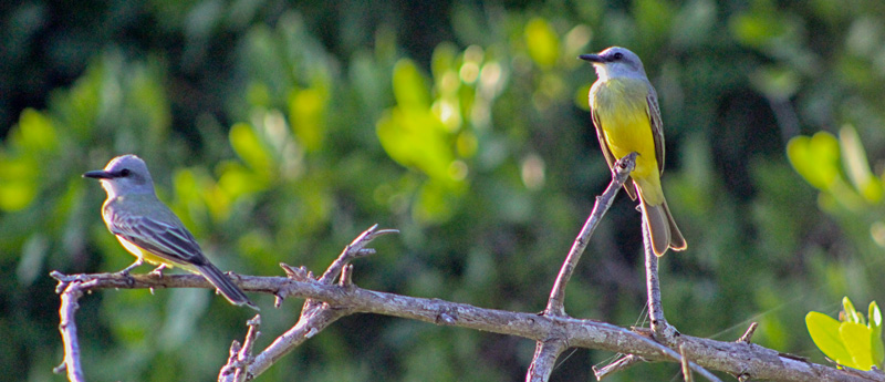 Manglar_Oax_11_187.jpg