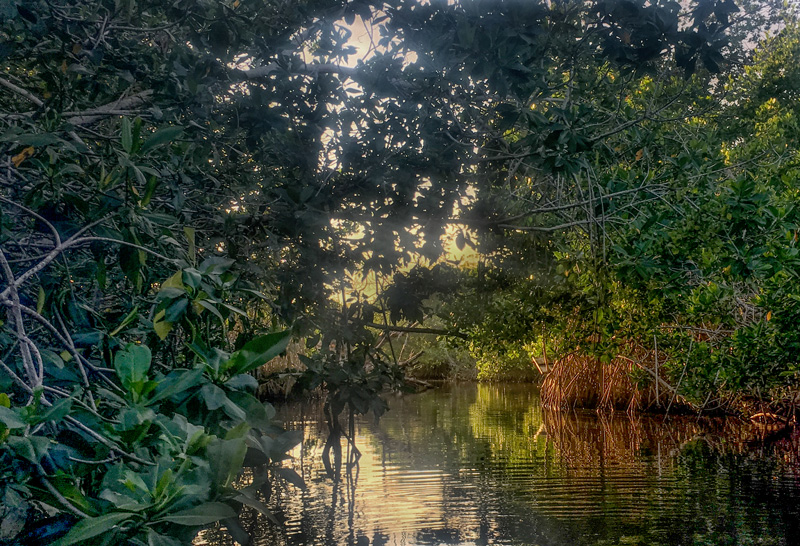 Manglar_Oax_4_187.jpg