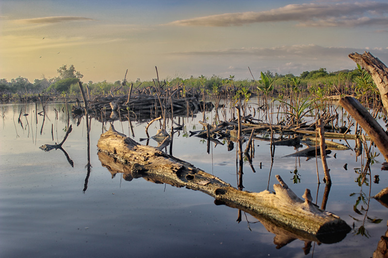 Manglar_Oax_5187.jpg