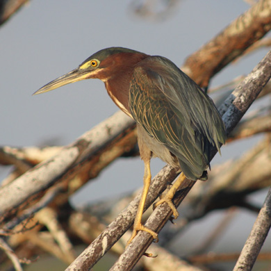 Manglar_Oax_8-c-187.jpg