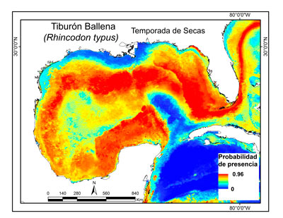 Mapas-de-la-distribución-potencial-del-tiburón-ballena-Rhincodon-typus.-Imagen-Cortesía-3.jpg
